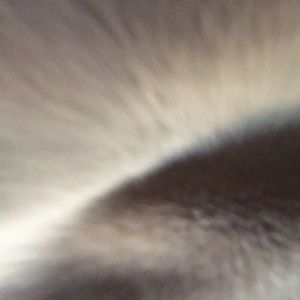 Meet your Posher, Cole